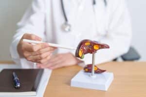 Médecin expliquant maquette de foie.